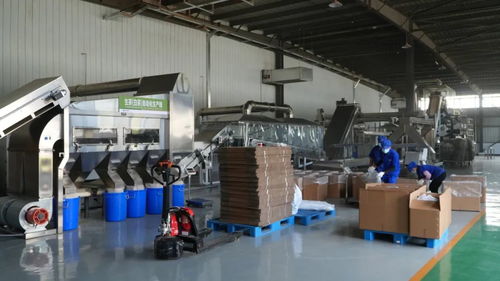 思茅區 傳統與創新共舞 繪就有機茶發展新畫卷